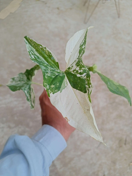 Albo Variegated