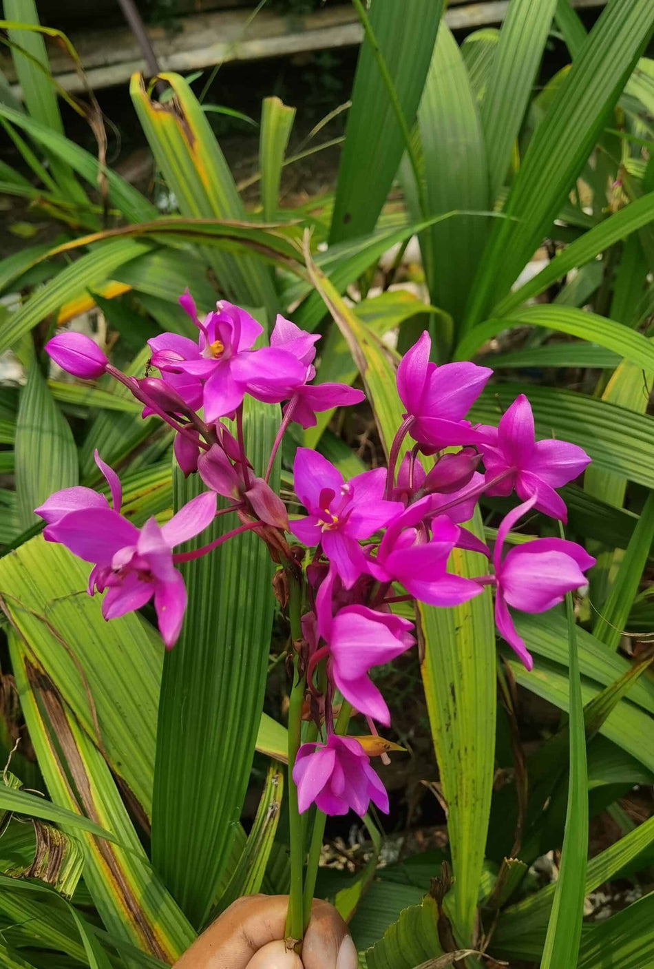 গ্রাউন্ড অর্কিড পার্পেল | Ground Orchid Purple | Out door Plant | High Blooming Orchid