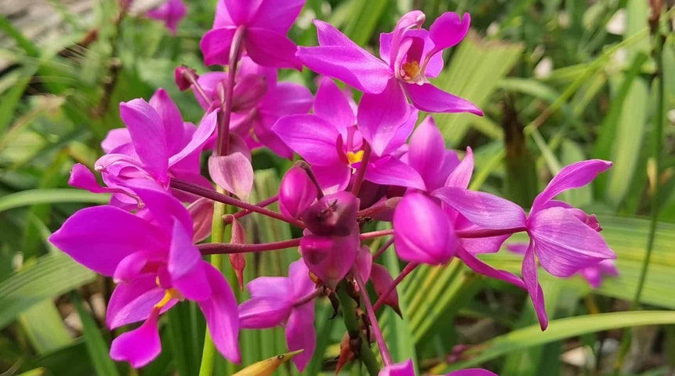 গ্রাউন্ড অর্কিড পার্পেল | Ground Orchid Purple | Out door Plant | High Blooming Orchid
