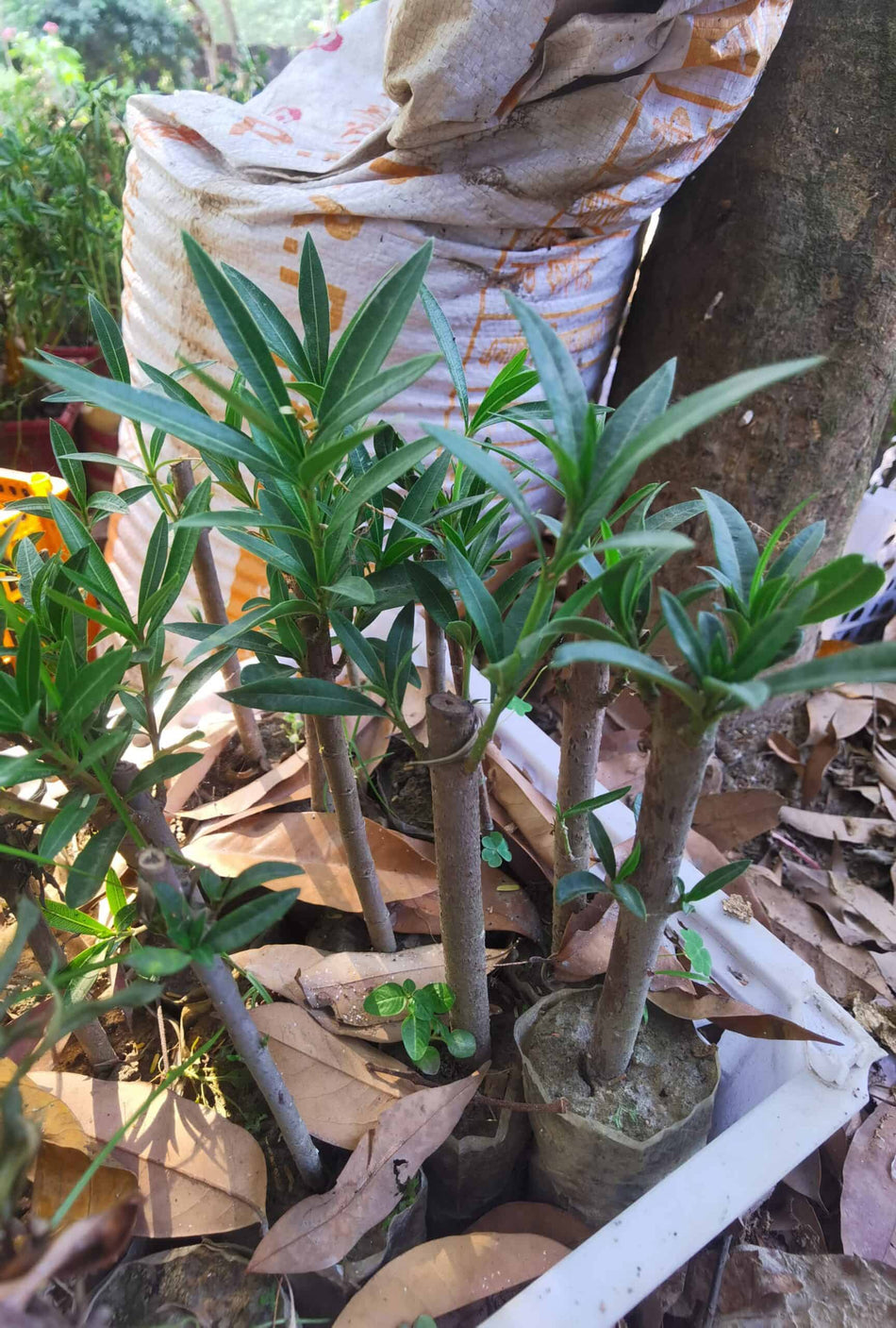 গোলাপী করবী ফুলের চারা | Pink Nerium Plant