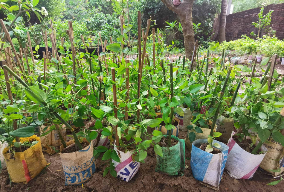অ্যারোমেটিক জুই | তাঁরাঝড়া | Aromatic Jui | Tarajhora (Clematis flammula) – সুগন্ধি সাদা ক্লাইম্বিং ফুলের গাছ
