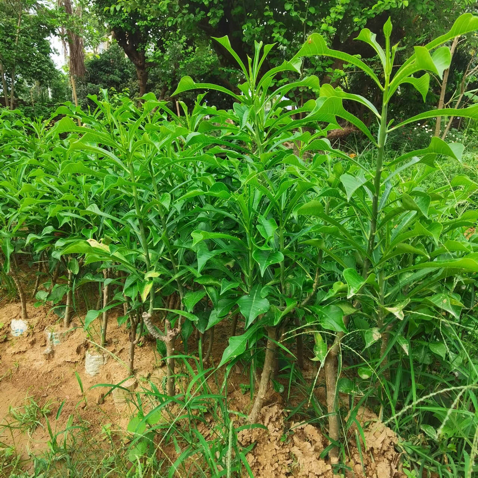 নাগ চাঁপা ফুল গাছ | Nagchapa | Plumeria Pudica | Nag Chapa | নাগচাঁপা