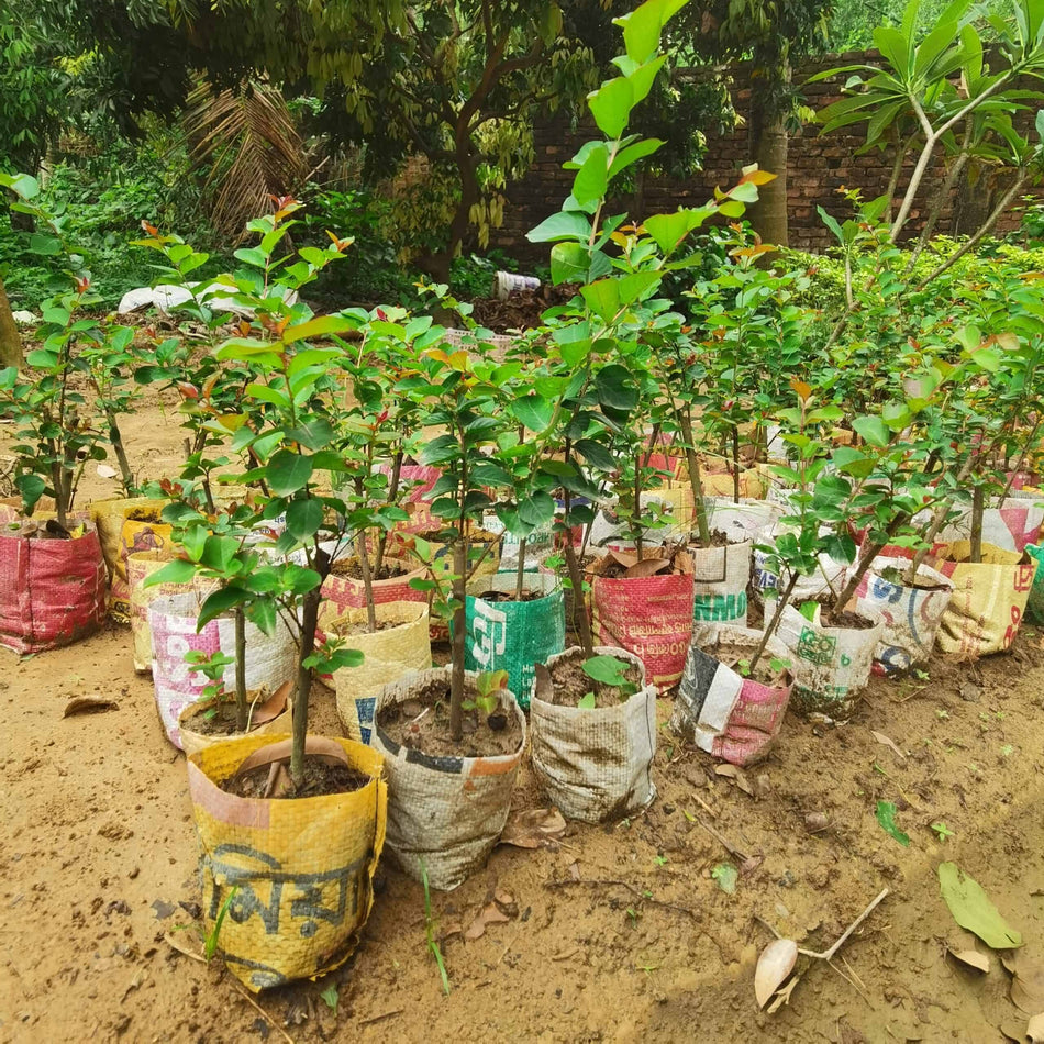 গোলাপি চেরি | গোলাপি ফুরুস | Crepe Myrtle Pink Plant