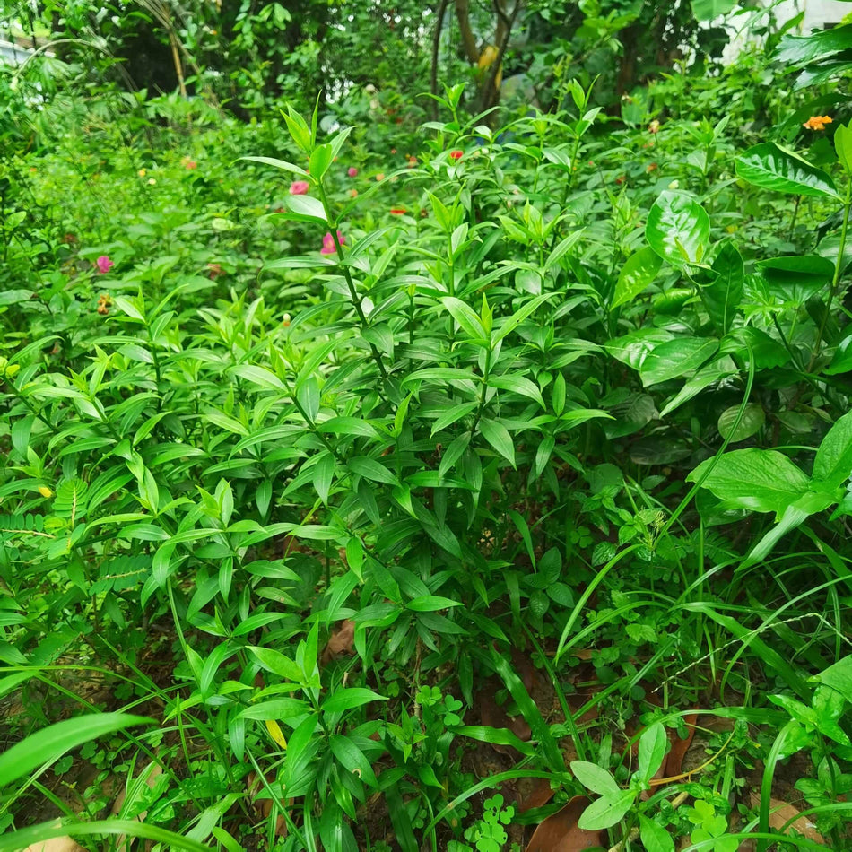 মিনি অলকানন্দা | মিনি এলামুন্ডা | Mini Allamanda | Mini Alaknanda Flower