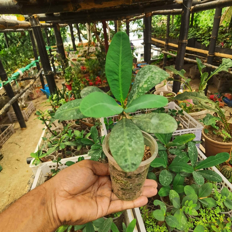 রক্ত কাটামুকুট | Rokto Katamukut |  Crown of Thorns