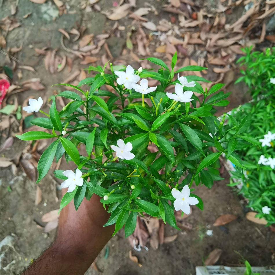 মিনি টগর ফুল | Mini Tagar Flower