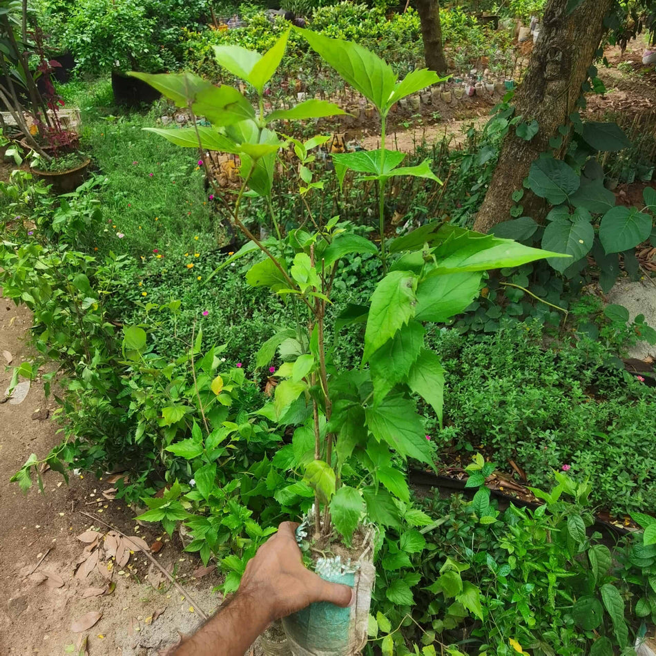 শিউলি ফুলের চারা | শেফালি ফুল | Shiuli Flower | Shefali Flower
