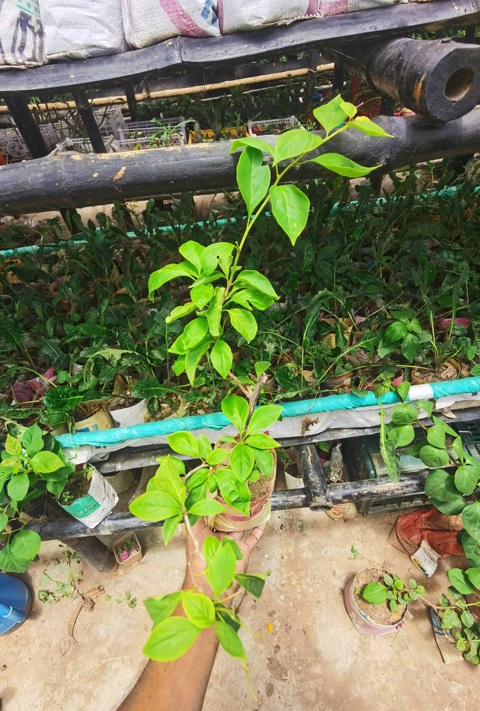 টেক্সাস কিং বাগানবিলাস | Texas King Bougainvillea | গোলাপি বুগেনভিলিয়া