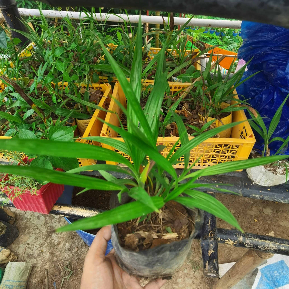 গ্রাউন্ড অর্কিড অরেন্জ | Ground Orchid Orange | Spathoglottis