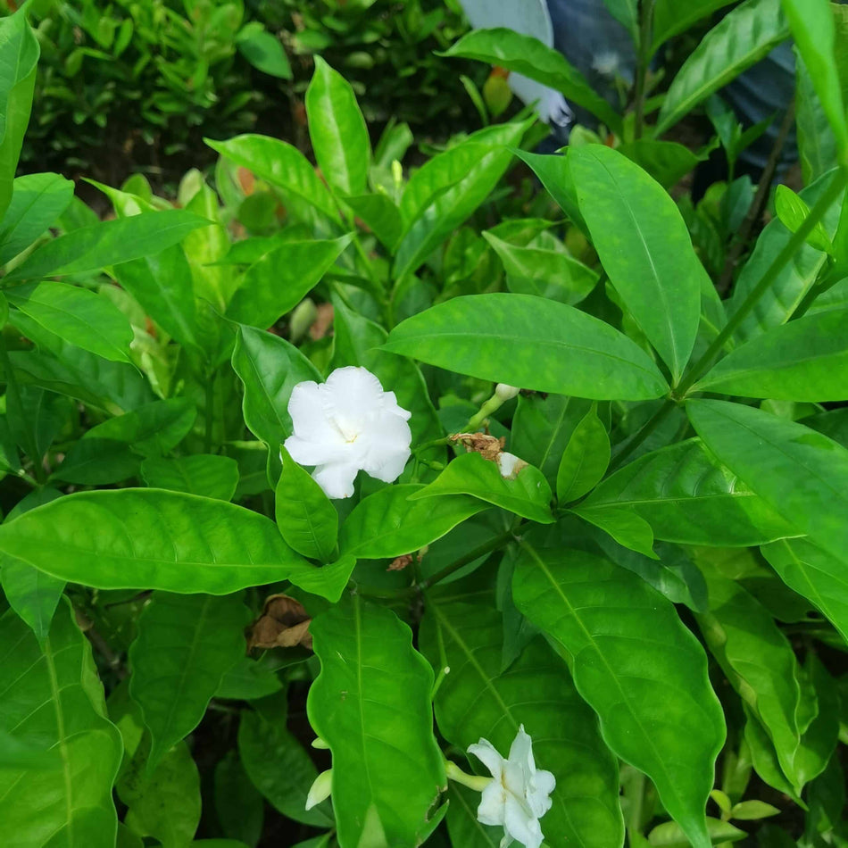 টগর ফুল | Pinwheel Flower | Togor Flower