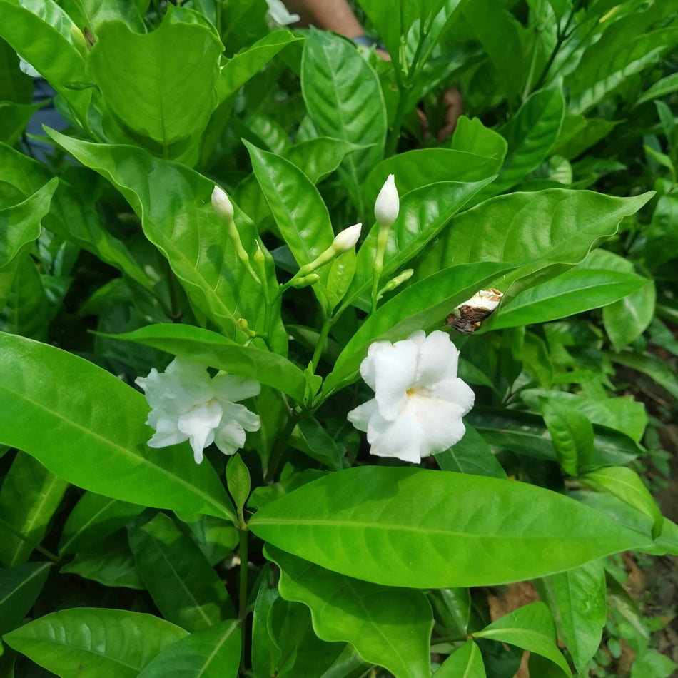 টগর ফুল | Pinwheel Flower | Togor Flower