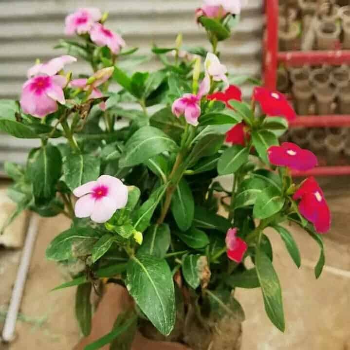 নয়নতারা পিংক | Nayanthara Flower Pink | Madagascar Periwinkle Plant