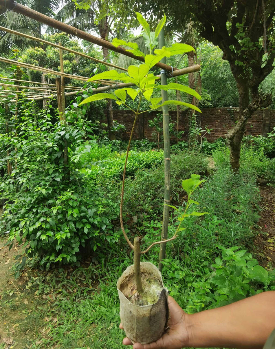 চন্দ্রপ্রভা | Chondroprova