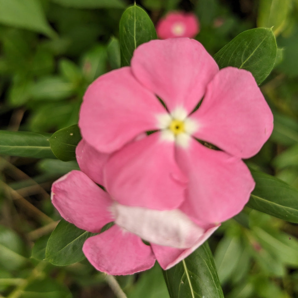 নয়নতারা পিংক | Nayantara Flower Pink | Madagascar Periwinkle Plant