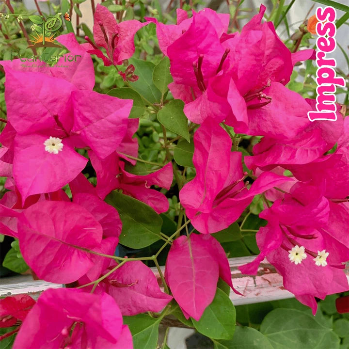 Impress Bougainvillea