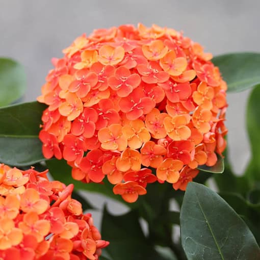 অরেঞ্জ রঙ্গন | Orange Ixora Plant | Komla Rangan | কমলা রঙের ফুলের গাছ