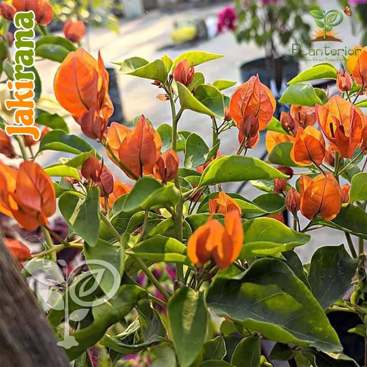 Jakirana Baganbilash