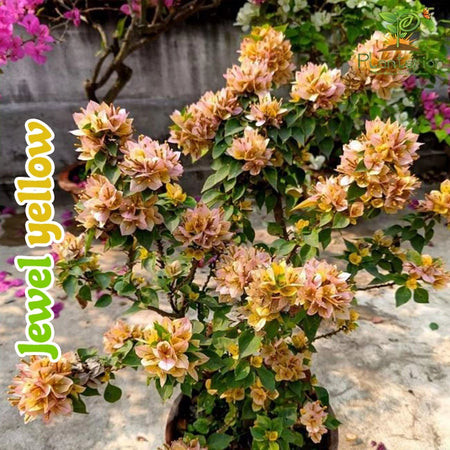 Jewel Yellow Bougainvillea