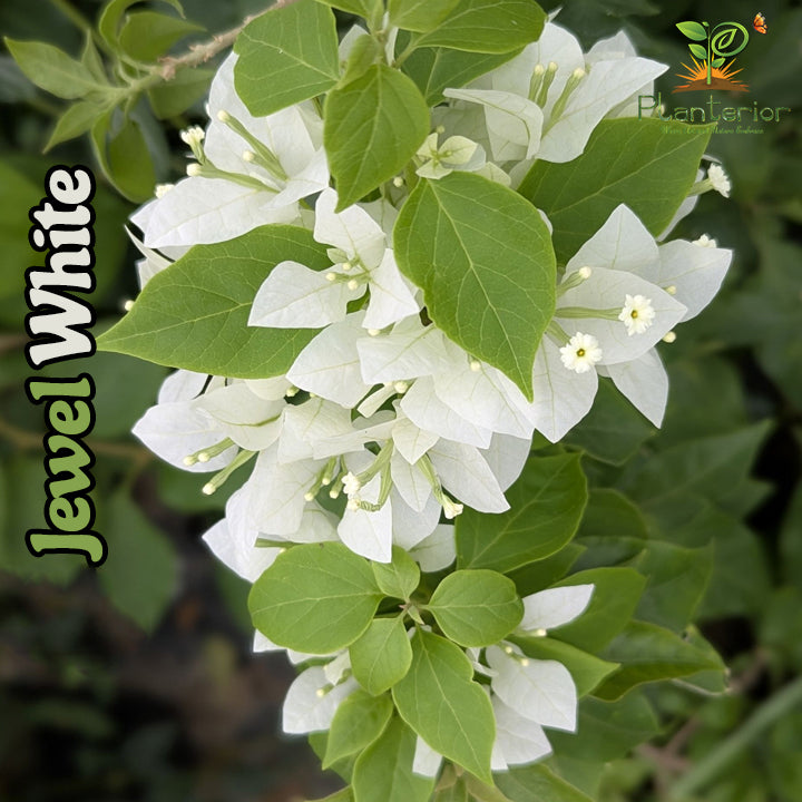 জুয়েল হোয়াইট বাগানবিলাস | Jewel White Baganbilash | High Blooming Best Bonsai Bougainvillea | সাদা বাগানবিলাস