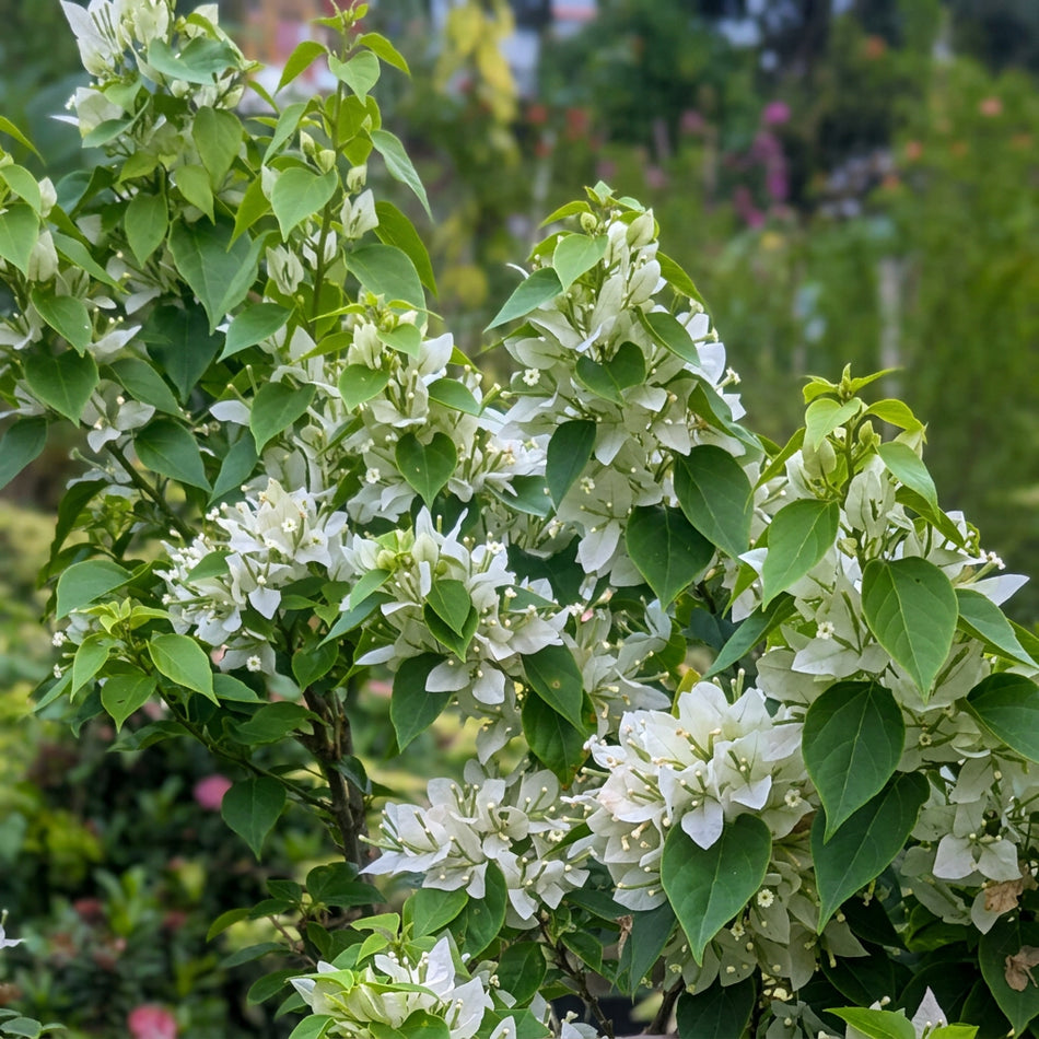 জুয়েল হোয়াইট বাগানবিলাস | Jewel White Baganbilash | High Blooming Best Bonsai Bougainvillea | সাদা বাগানবিলাস