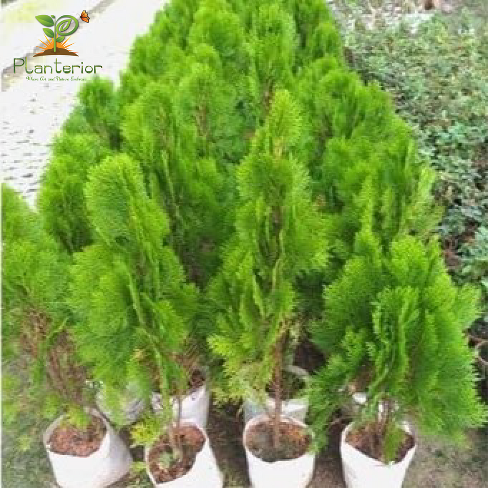 ঝাউ গাছ | Casuarina Tree