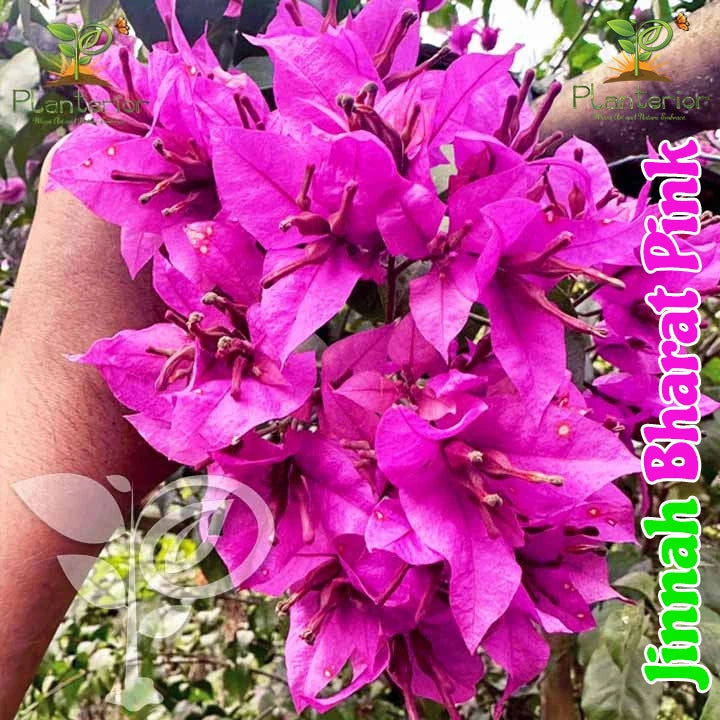 Jinnah Bharat Pink Bougainvillea