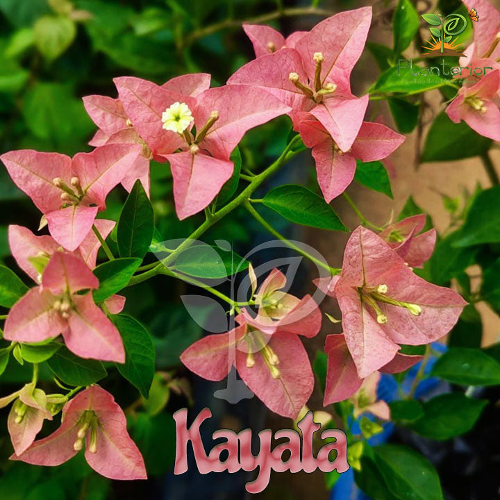 কায়াটা বাগানবিলাস | Kayata Baganbilash | Pure Peach Color & Super High Blooming Variety Bougainvillea