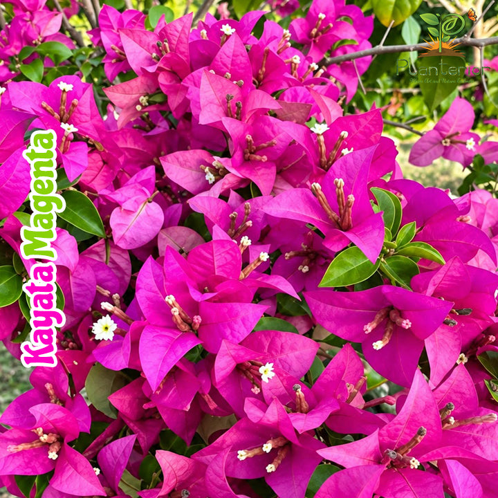 কায়াটা মেজেন্টা বাগানবিলাস | Kayata magenta Baganbilash | Magenta Bougainvillea