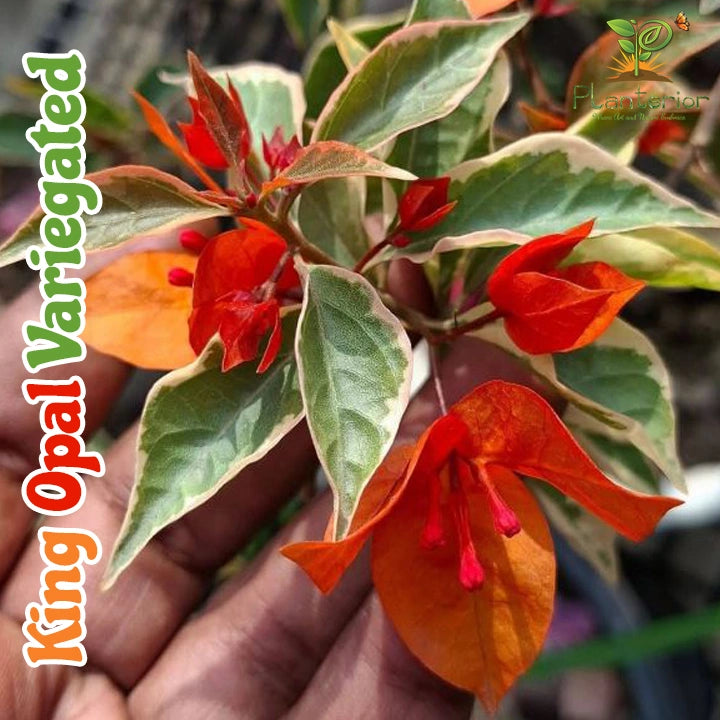 King Opal Variegated