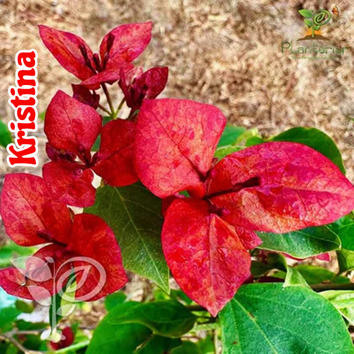 ক্রিস্টিনা বাগানবিলাস | Kristina Bougainvillea | Kristina Baganbilash