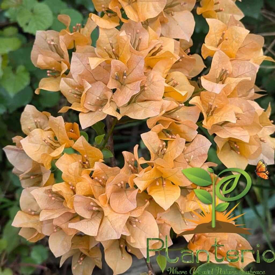 Lady Mary Baring Bougainvillea
