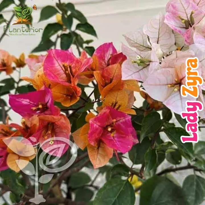 Lady Zyra Bougainvillea