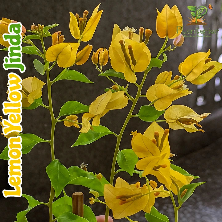 Lemon Yellow Jinda Bougainvillea