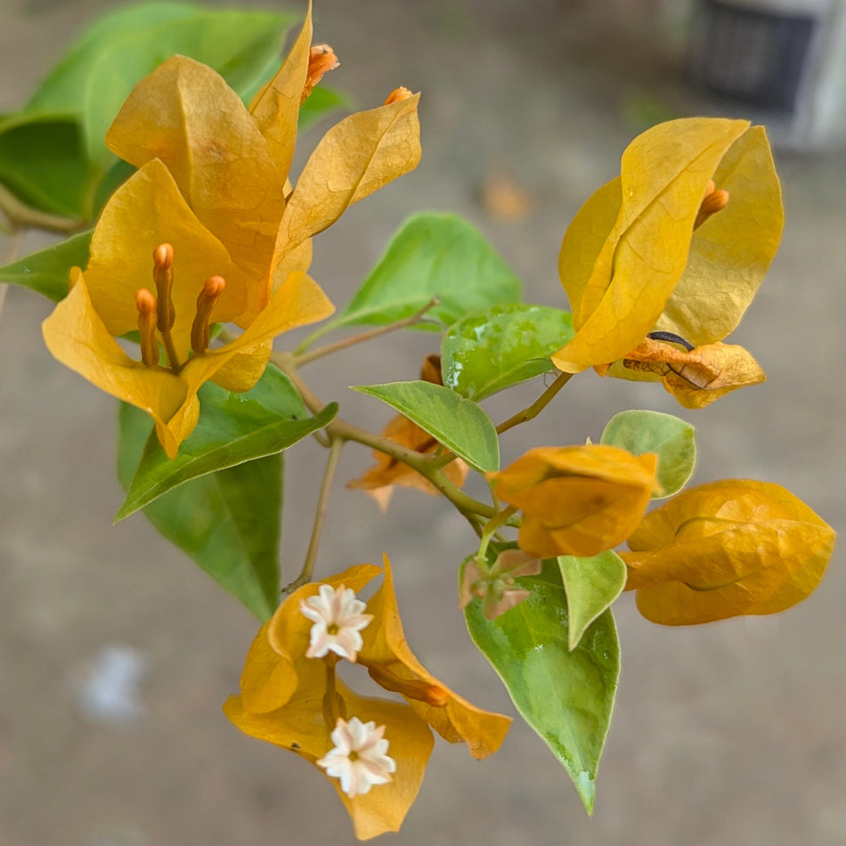 Lemon Yellow Jinda
