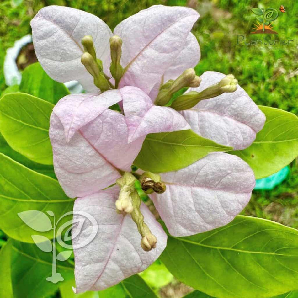 লিলাক বাগানবিলাস | Lilac Formosa Bougainvillea | লিলাক বাগানবিলাস