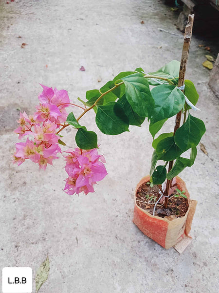 los-banos-beauty-bougainvillea