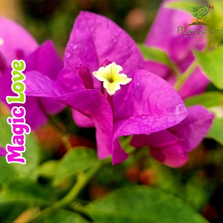 Magic Love Bougainvillea