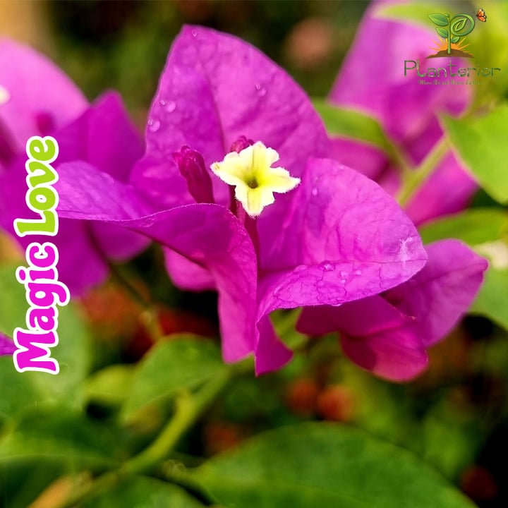 Magic Love Bougainvillea