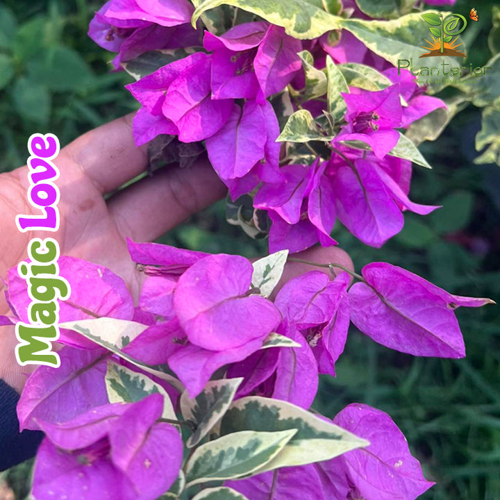 ম্যাজিক লাভ বাগানবিলাশ | Magic Love Bougainvillea | Magic Love Baganbilash