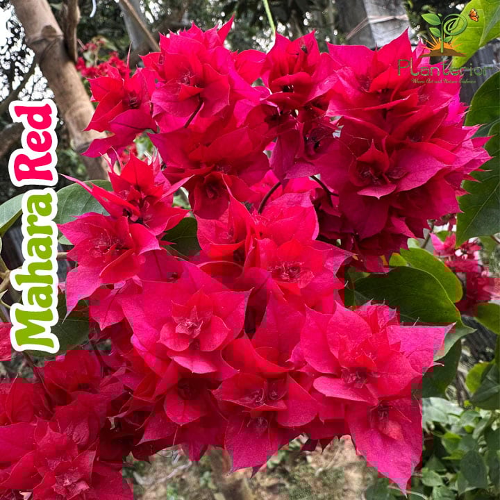 Mahara Red Baganbilash