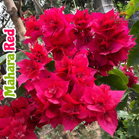 Mahara Red Baganbilash