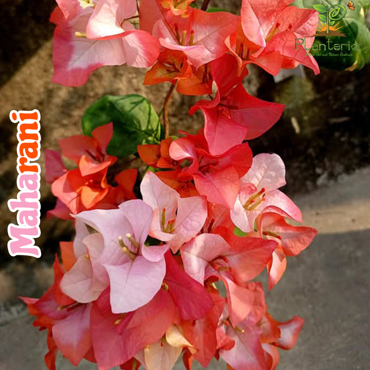 মহারানি বাগানবিলাস | Moharani Baganbilash | Moharani Bougainvillea Grafted