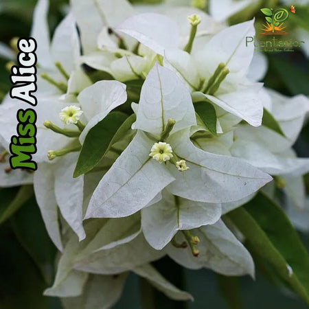 Miss Alice Bougainvillea