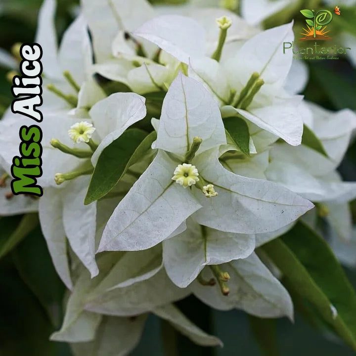 Miss Alice Bougainvillea