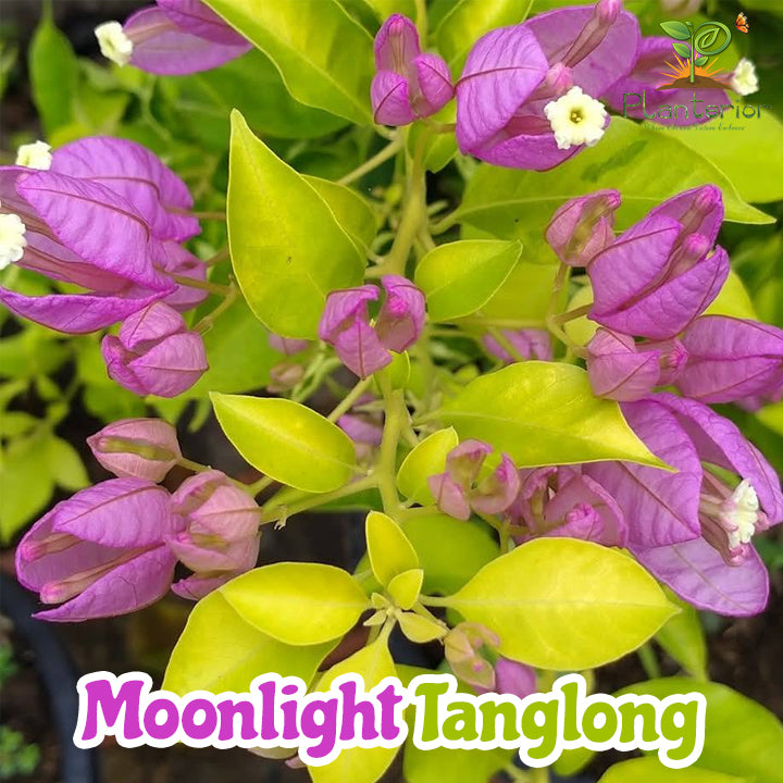 মুনলাইট ট্যাংলং বাগানবিলাস | Moonlight Tanglong Baganbilash | Moonlight Tanglong Bougainvillea Grafted