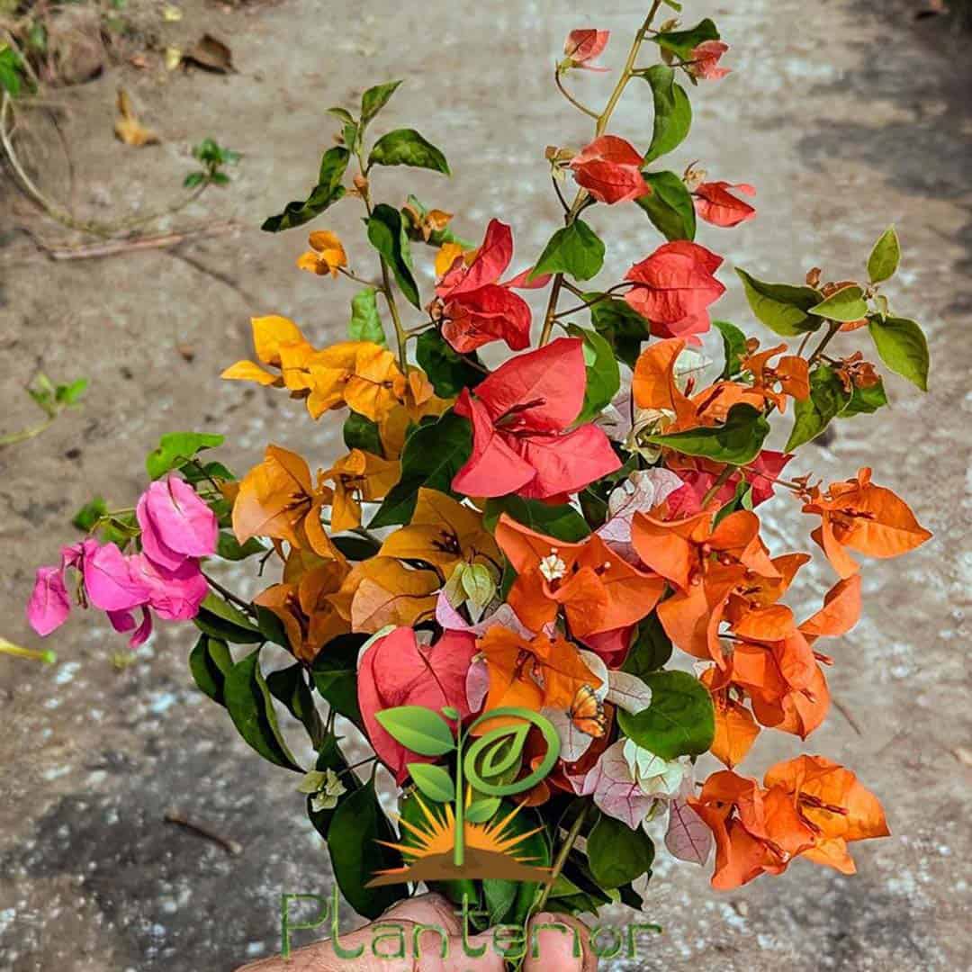 Multi Grafted Baganbilash