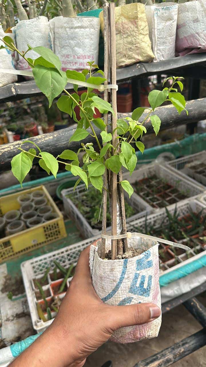 ক্রিস্টিনা বাগানবিলাস গ্রাফটেড | Christina Bougainvillea Grafted | Christina Baganbilash