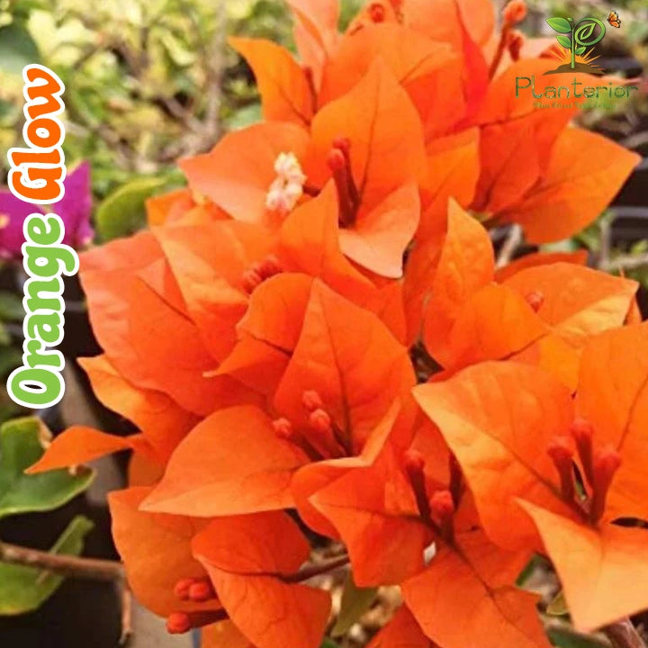 Orange Glow Bougainvillea
