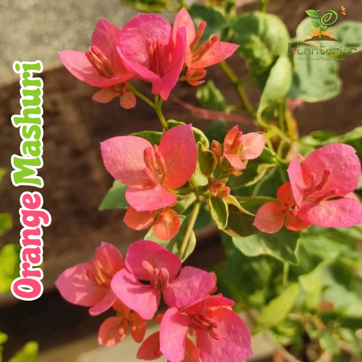 Orange Mashuri Bougainvillea