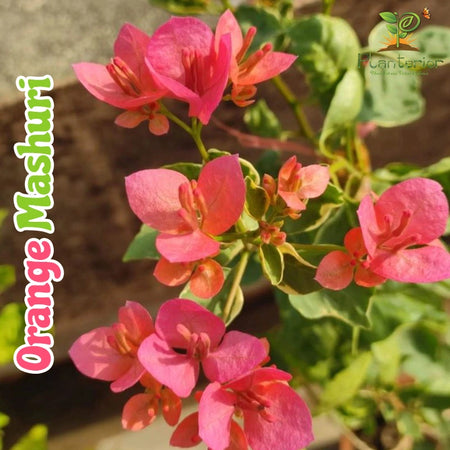 Orange Mashuri Bougainvillea